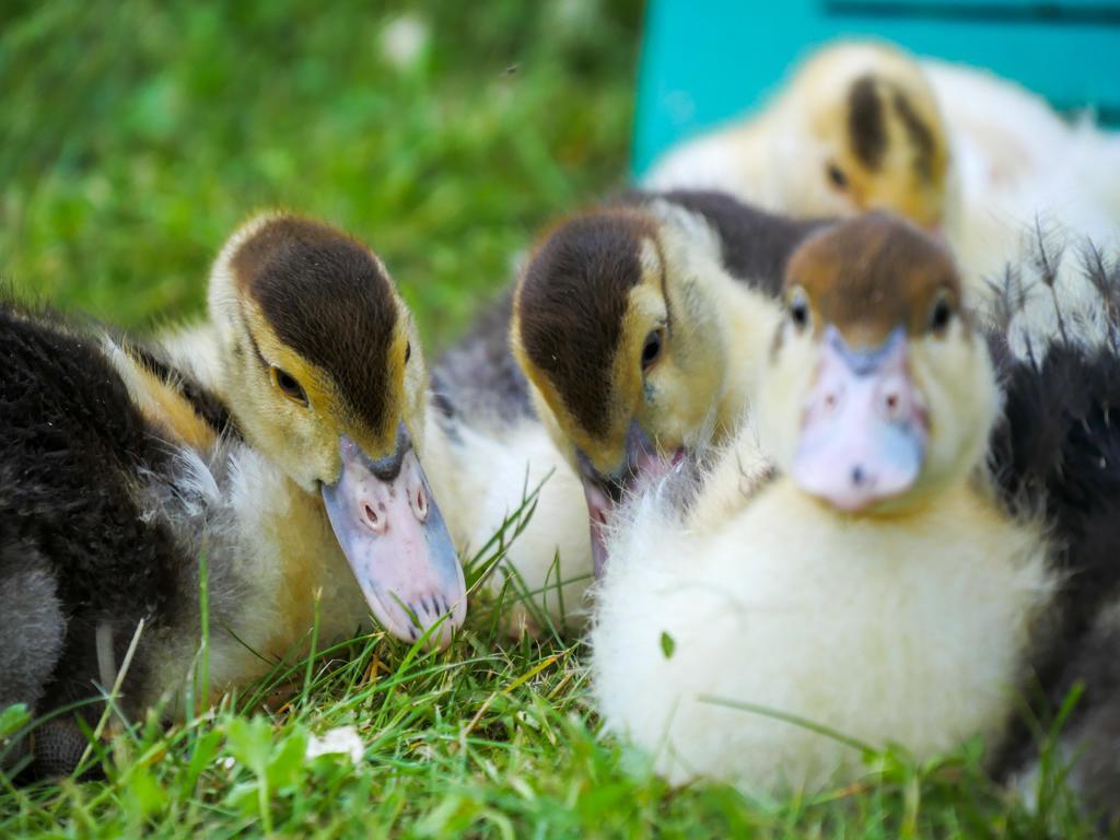 Oedevata Gardshotell Emmaboda Zewnętrze zdjęcie